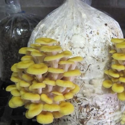 High-Quality Golden Yellow Oyster Mushroom Spawn | 2 kg - 2 kg