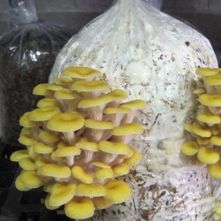 High-Quality Golden Yellow Oyster Mushroom Spawn | 2 kg - 2 kg