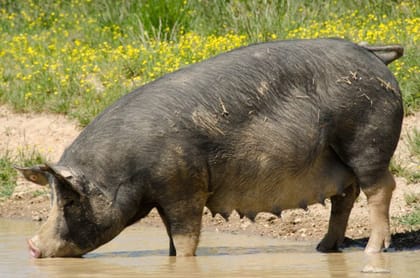 Fresh Farm Pork - 15 kg - One portion