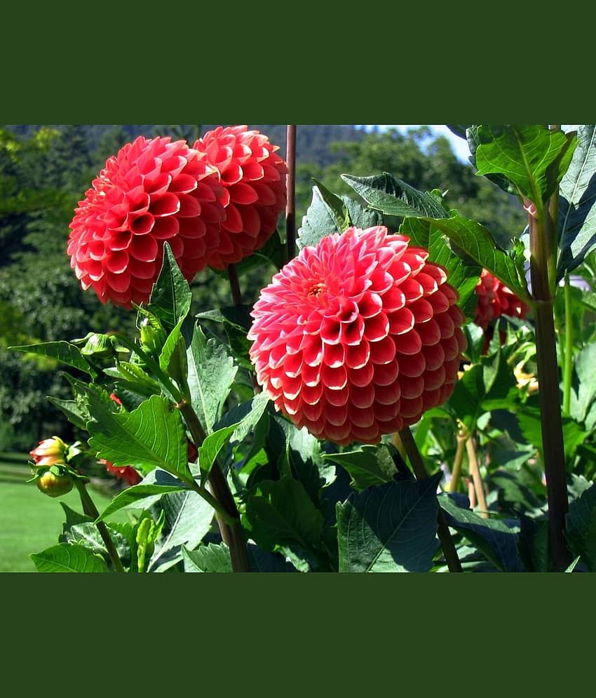 homeagro - Dahlia Mixed Flower ( 25 Seeds )