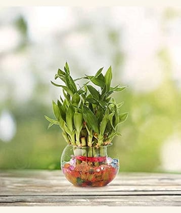 Green plant indoor 2 Layer Lucky Bamboo Plants Green Greens With Pot Glass - Pack of 1