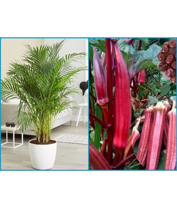 homeagro - Combo of Areca palm Plant ( 5 Seeds ) and Red Okra F1-Hybrid Bhindi Vegetable ( 50 seeds)