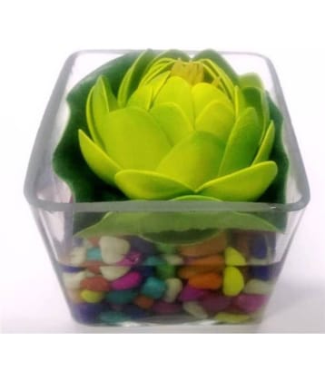 Green plant indoor Lotus Multicolour Flowers With Pot - Pack of 1