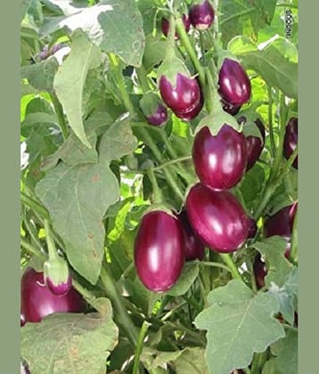 BRINJAL Gulabi SEEDS -Baingan Bataun -Desi Seeds Vegetables