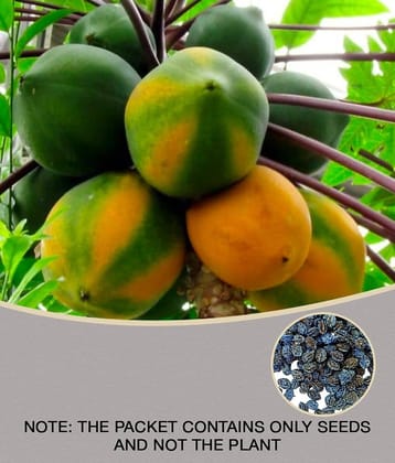 Papaya Seeds thai big red Variety Dwarf Fruit 50 seeds