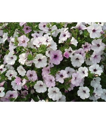 homeagro - Petunia Mixed Flower ( 50 Seeds )