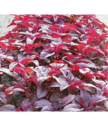 Red amarnath Chaulai saag 200 seeds pack with user manual