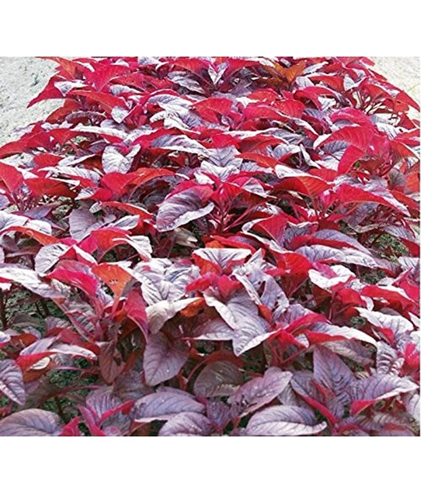 Red amarnath Chaulai saag 200 seeds pack with user manual