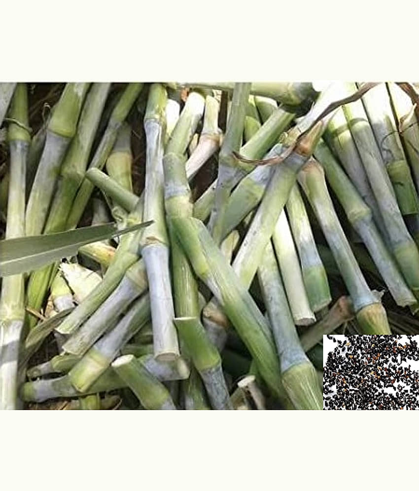 homeagro - Naiper Grass ( 500 Seeds )