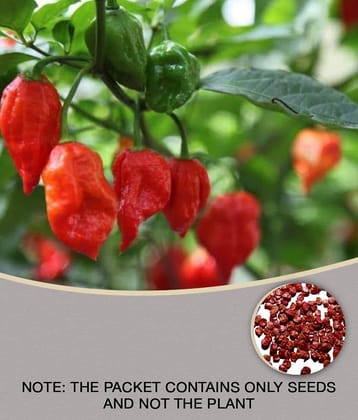 Green Chilli Seeds Desi Variety (Pack of 50 Seeds)