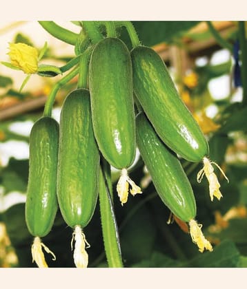 Fern Gardens High Yield Rare Salad Cucumber Seeds 10 Seeds Pack for Home Garden