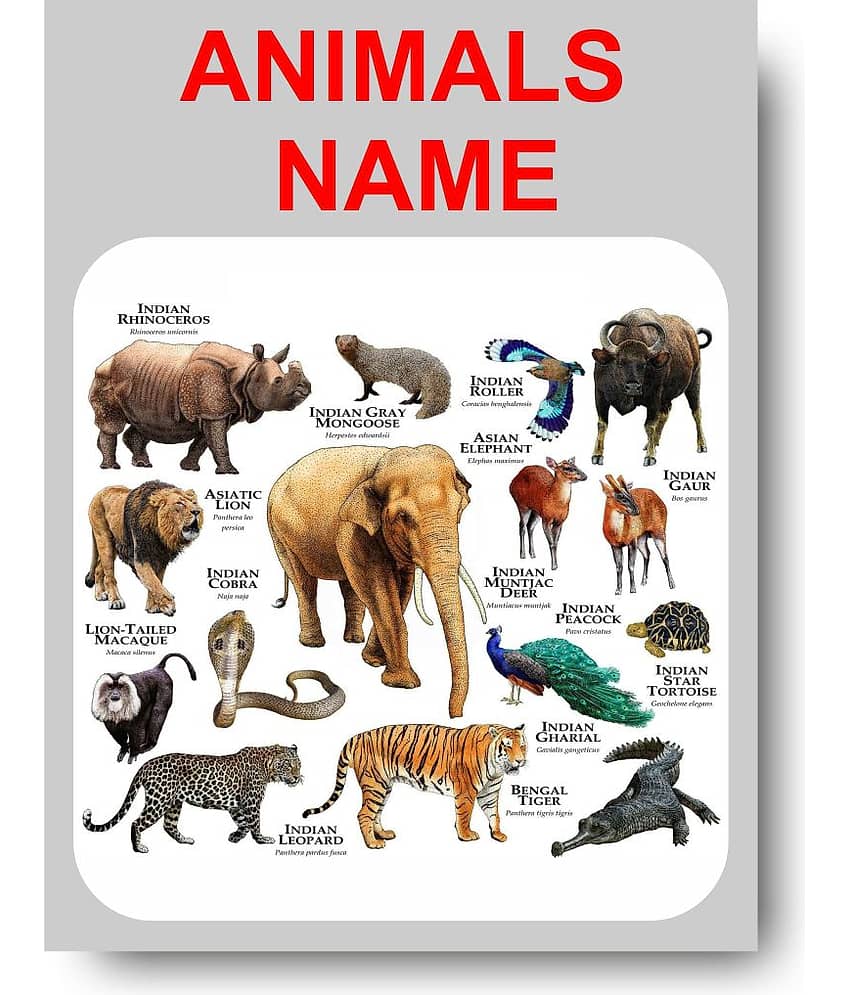 Photojaanic Paper Wall Poster Without Frame