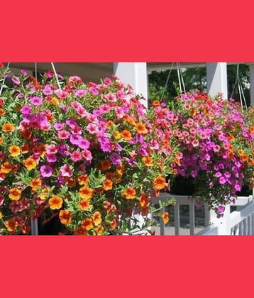 PETUNIA MIX COLOR FLOWER SEED ( PACK OF 50 SEED)