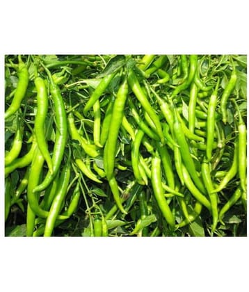 Gardens Indoor Dwarf Hybrid Vegetable Chilli SeedS(50 per packet)