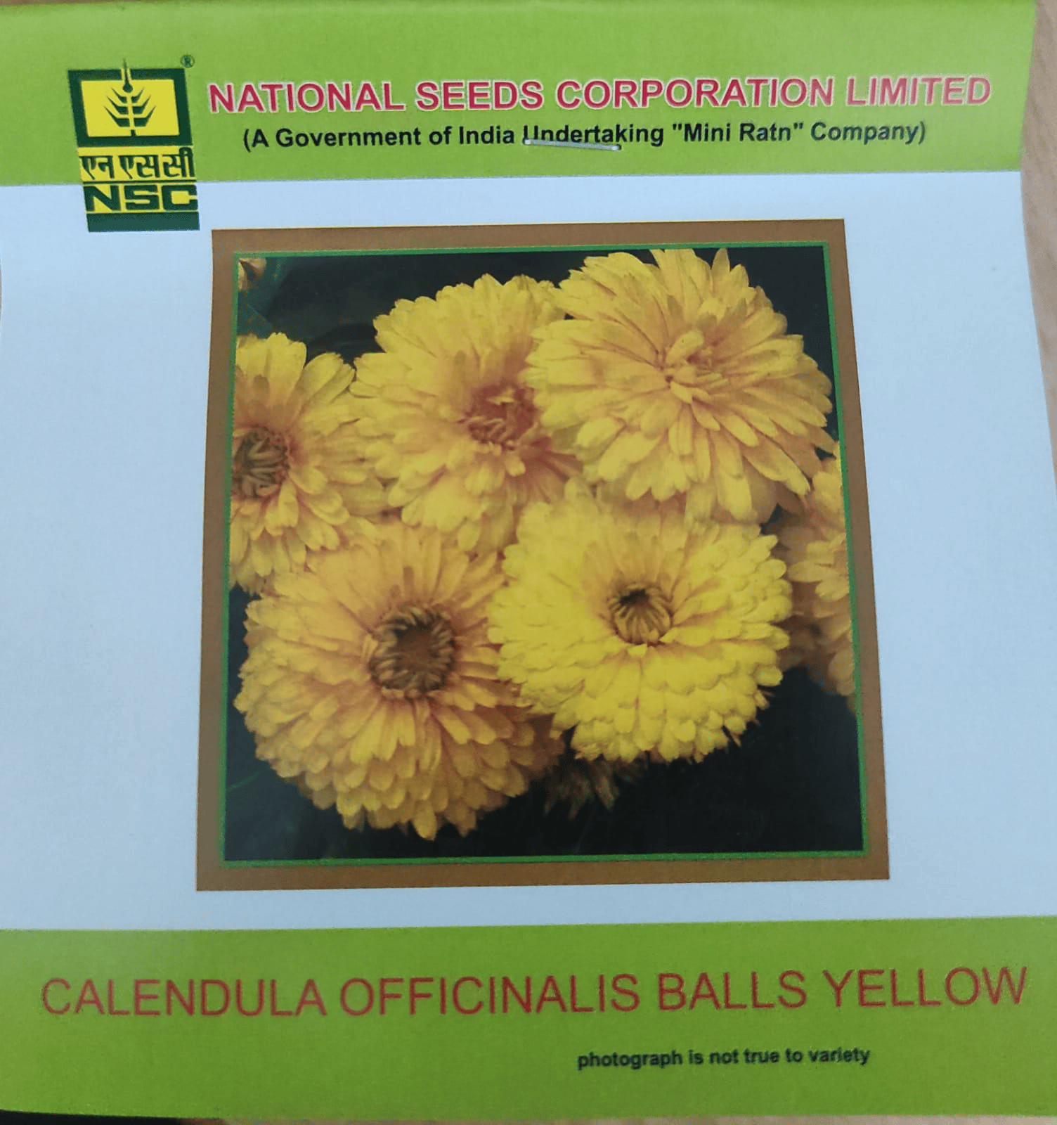 NSC Calendula Officinalis Balls Yellow Flower Seed