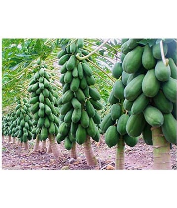 Papaya Dwarf Quality Seed Fruit Seeds For Terrace Garden Bonsai Suitable Fruit