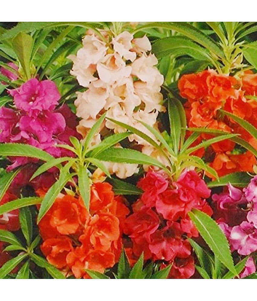 Balsam Double Mixed Flower Desi Seeds Special for Home and Balcony Gardening 20 SEEDS
