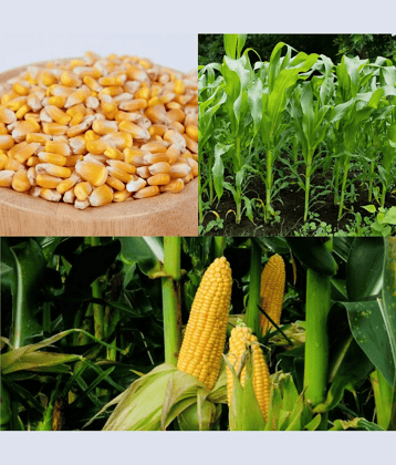 Vedhahi Sweet Corn Vegetable ( 1000 Seeds )