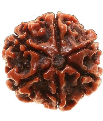 DvR ClicK - 6 Mukhi Rudraksha Bead ( Pack of 1 )
