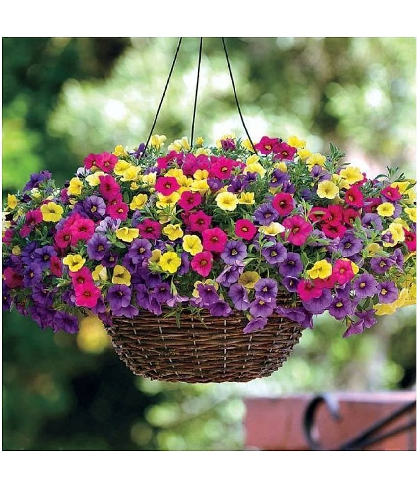 Petunia Flower Best Quality Premium Hyrbrid - 50 - seeds