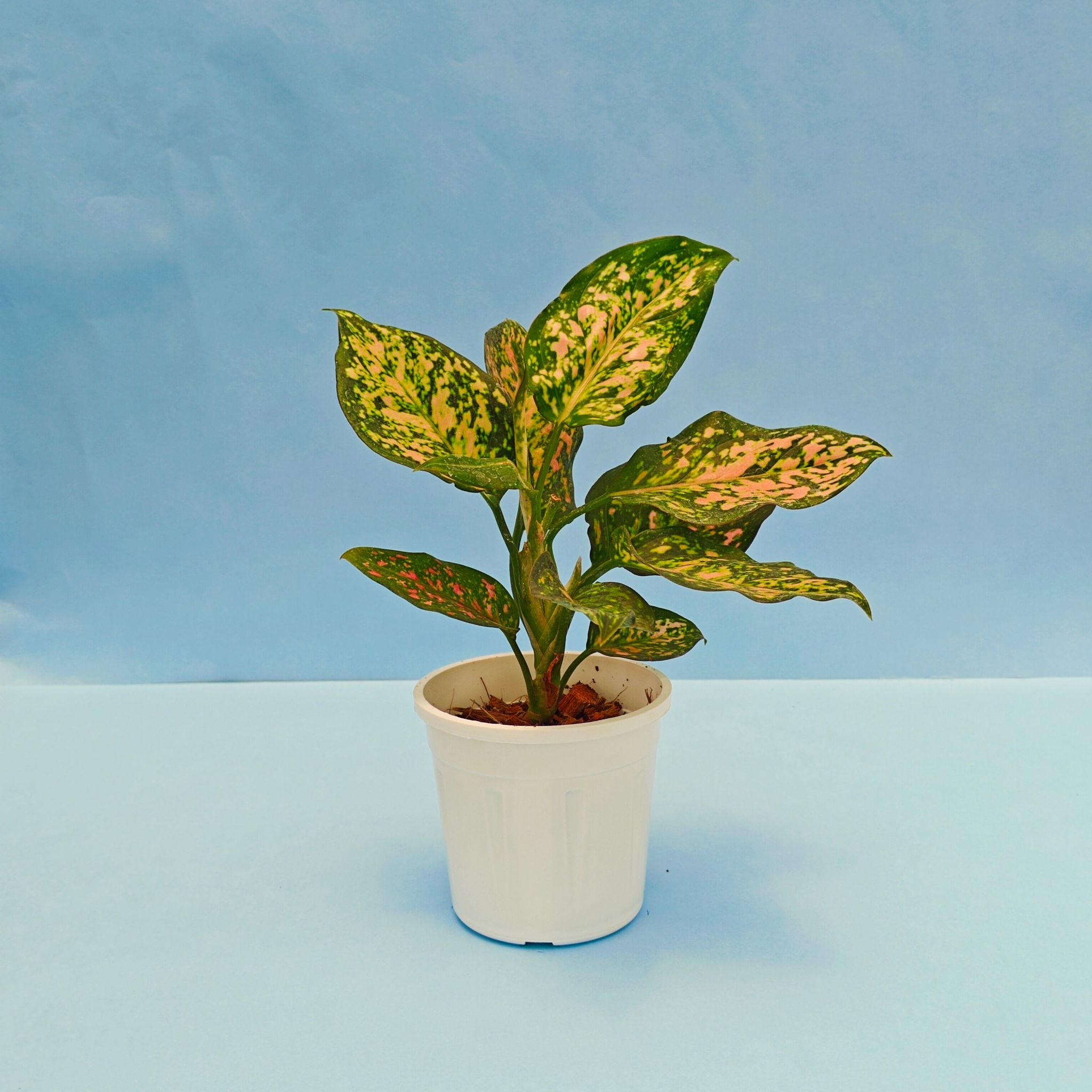 Aglaonema Green Rosy Plant-Grow Pot / White