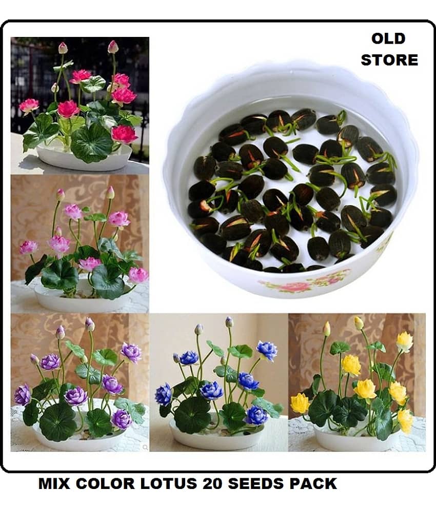 OLD STORE Lotus Flower Seeds - 20 seed - Pink & White Colors Seeds For Home Garden - 20 Seeds + Instruction Manual