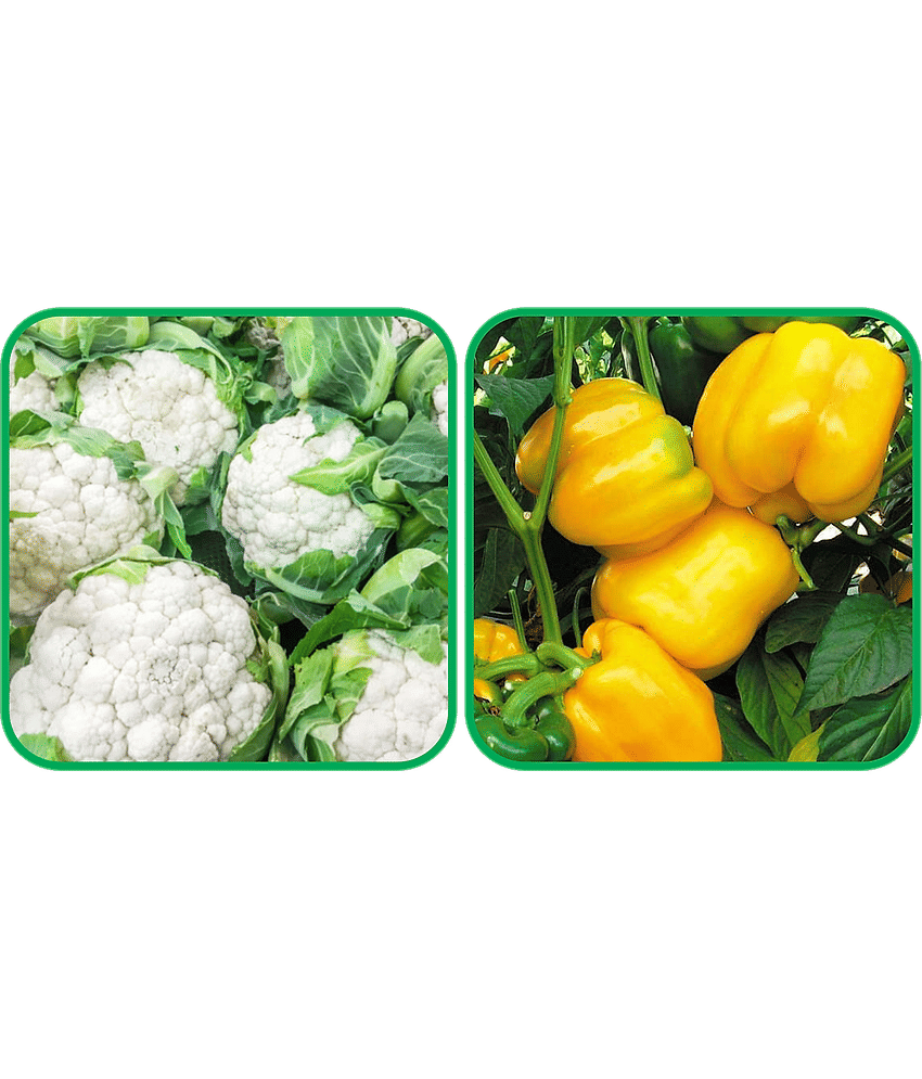 Aero Seeds Capsicum Yellow ( 30 Seeds) And Cauliflower ( 50 Seeds) Vegetable Seeds Pack