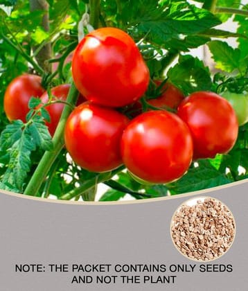 Tomato hybrid 100 seeds high germination seeds with instruction manual