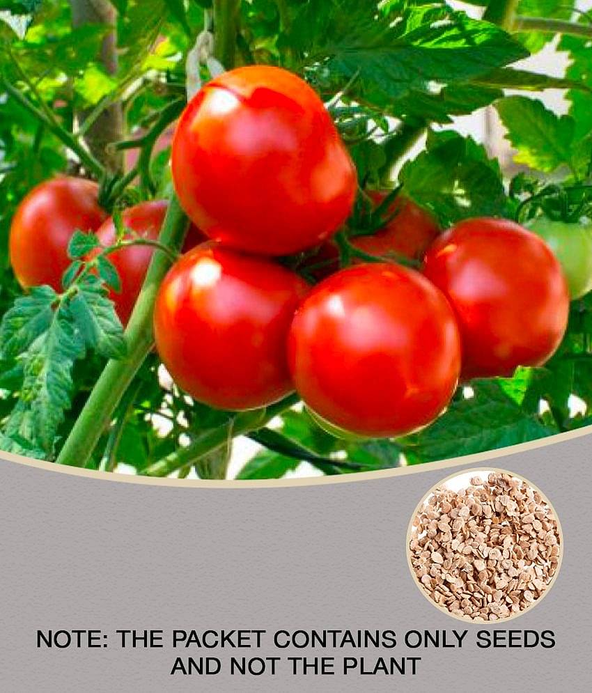 Tomato hybrid 100 seeds high germination seeds with instruction manual