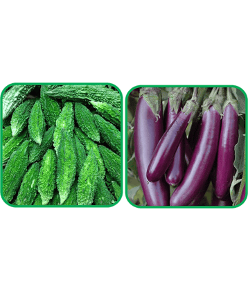 Aero Seeds Brinjal Purple Long (30 Seeds) And Bitter Gourd ( 30 Seeds) Vegetable Seeds Pack