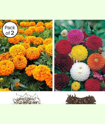 homeagro -Marigold & Dahlia Flower Seeds ( Pack of 2 - 30 Seeds each )