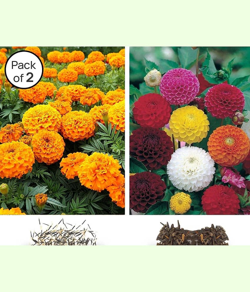 homeagro -Marigold & Dahlia Flower Seeds ( Pack of 2 - 30 Seeds each )