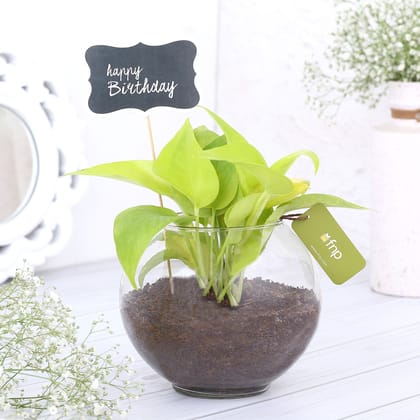 Money Plant Terrarium For Birthday Money Plant Terrarium For Birthday