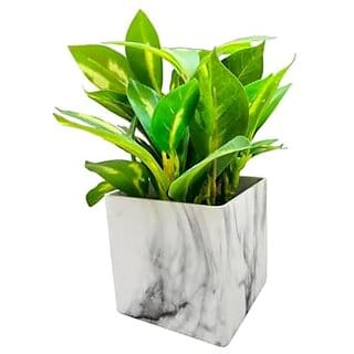 De Gardenia Hand Made Artificial Table Plant with Pot 24 cm Tall Bonsai for Home and Office Decor. (2 Handmade3)