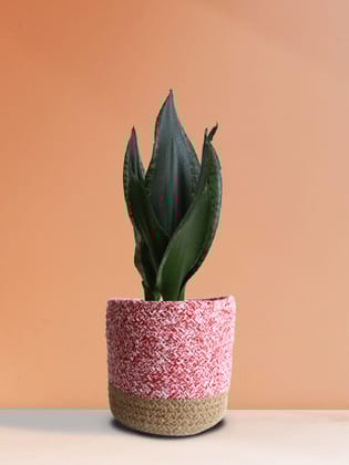 Snake Plant Whitney (Medium)