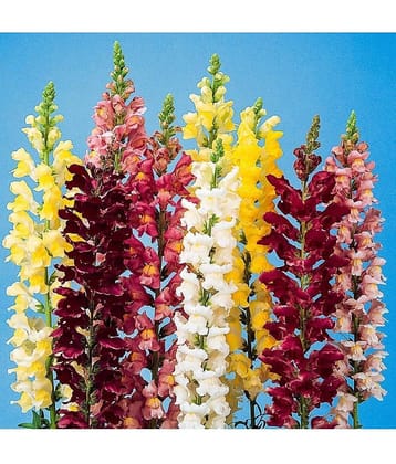 larkspur rocket Flower MIX COLOR VARIETY 30 Seeds PACK WITH FREE COCOPEAT SOIL AND user manual