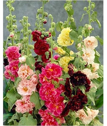 SHOP 360 GARDEN Hollyhock Charter Double Mix Flower Seeds - Pack of 50 Seeds