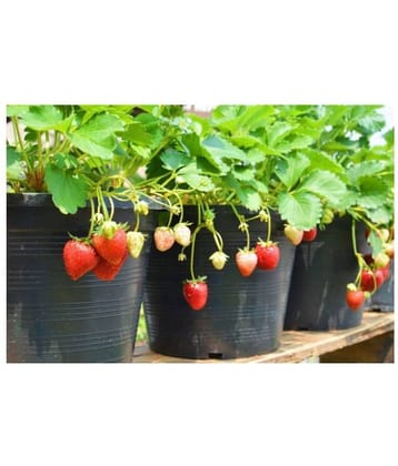 Strawberry Alpine Fragaria Fruit Seeds - ( 20 seeds )