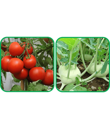 Aero Seeds Knol Khol ( 50 Seeds) And Tomato ( 50 Seeds) Vegetable Seeds Pack