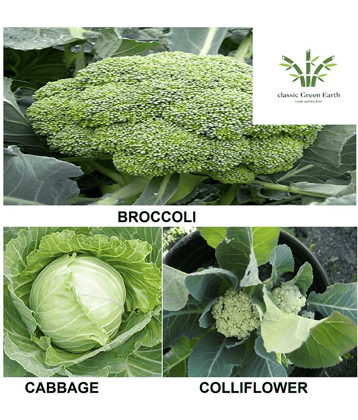 broccoli +cabbage +cauliflower 100+ deesds with growing cocopeatt