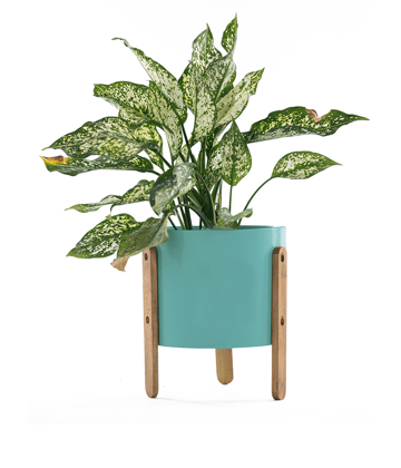 Teal Pot With Wooden Stand