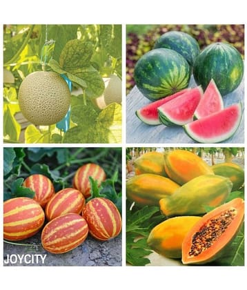 Joycity Summer Fruit Seeds Combo- Pack Of Four Fruits- Hallmark Of Indian Summers, 200+ Seeds