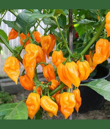 Jignisha Seeds Organic Yellow Ghost Chilli Vegetable ( 30 Seeds )