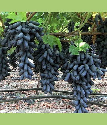 FINGER GRAPE BLACK ANGUR FRUIT PLANT 20 SEEDS PACK WITH FREE POTTING SOIL AND USER MANUAL FOR HOME GARDENING USE