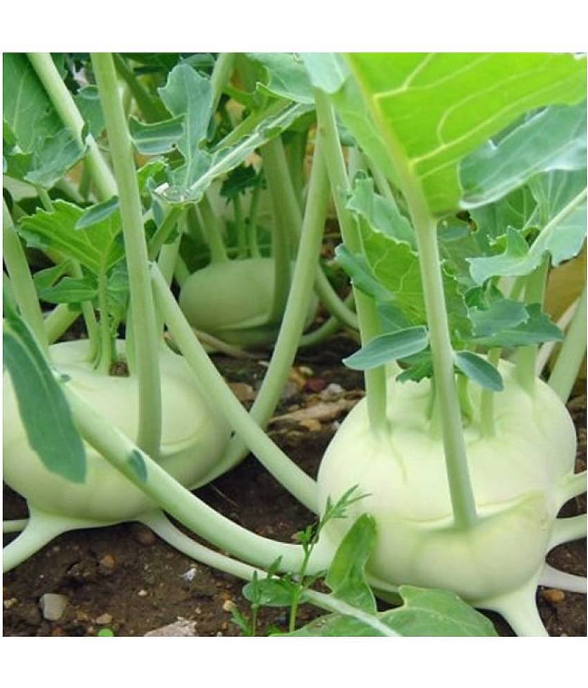 Joycity Knol Khol 400+ Seeds