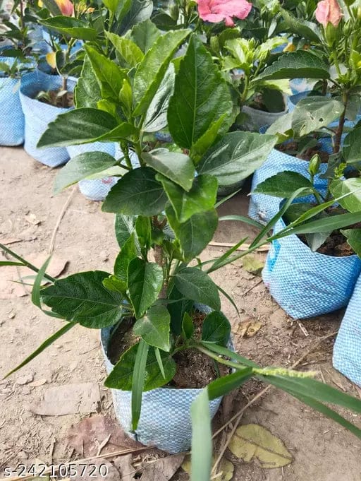Austrelian Hibiscus Plant For Home Gardening