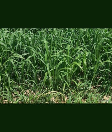hybrid sorghum grass 50 gram seeds pack with user manual