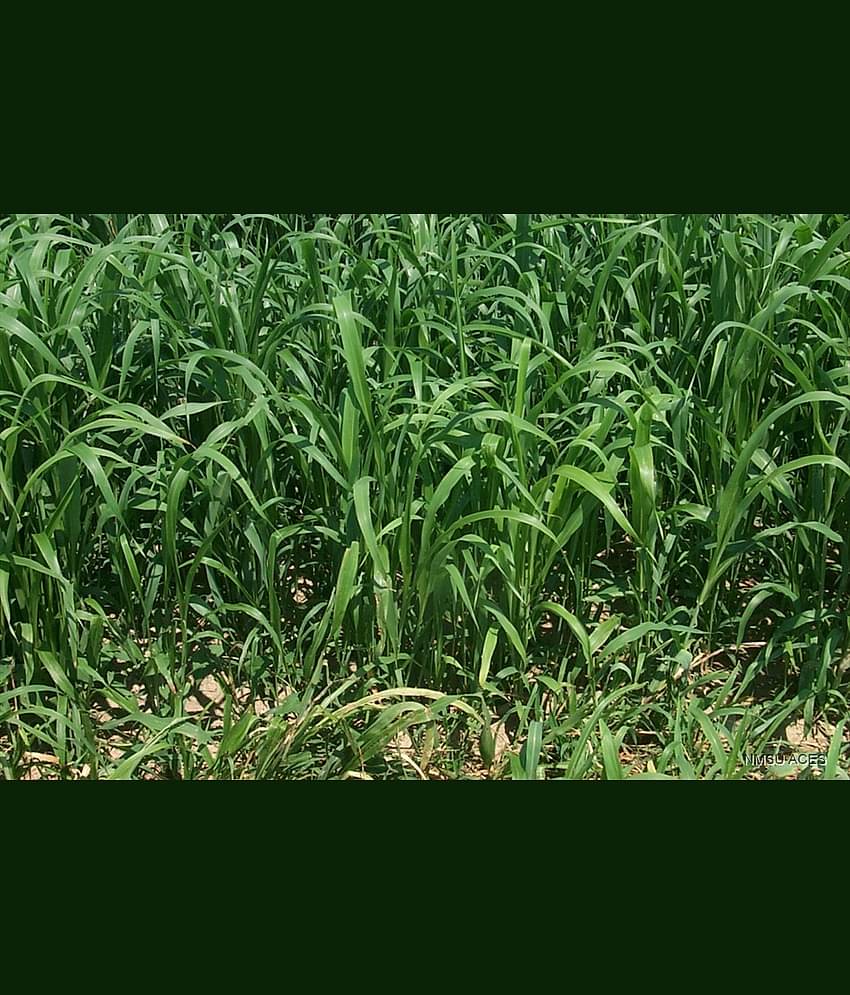 hybrid sorghum grass 50 gram seeds pack with user manual