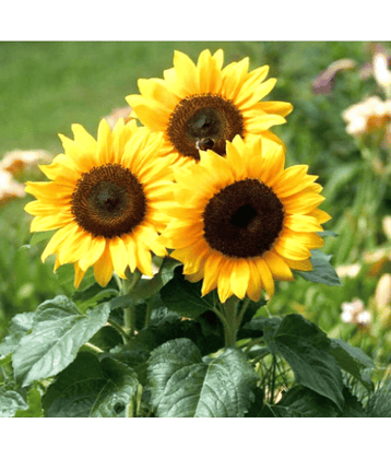 LiveNature Sunflower/Surajmukhi Russian Giant Seeds | Summer Indoor/Outdoor Flower Plant Seeds | Best for Home Garden & Terrace – Pack of 100 Seeds