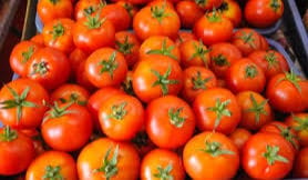 Tomato